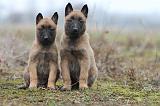 MALINOIS 868